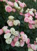DSCN5561