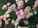 DSCN5562