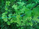 Ginkgo biloba