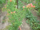 boungavillea