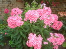 phlox