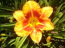 hemerocallis