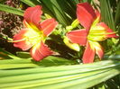 hemerocallis