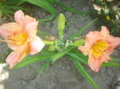 hemerocallis