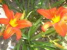 hemerocallis