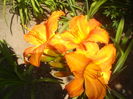 hemerocallis