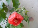 SAM_6729