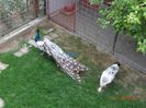 DSC01732