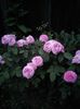 IMG_20150528_205334