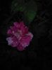 IMG_20150528_205417