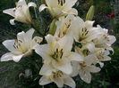 IMG_20150629_182636