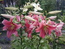 IMG_20150629_182435