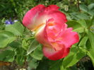 P6210068
