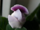P6290036