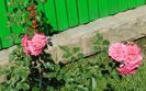 Rosarium Uetersen