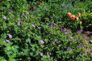 geranium vlassovianum
