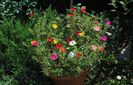 flori de piatra (portulaca)