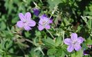 geranium vlassovianum