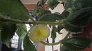 Peach Festival