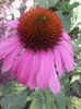 ECHINACEA