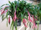 Billbergia-nutans