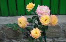 gartenspass_kordes