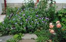 geranium vlassovianum