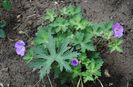 geranium rozanne