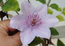 clematis Marmori