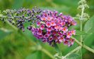 budleja flower power