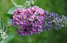 budleja flower power