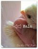 male-chick