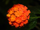 DSCN1642