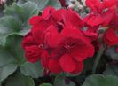 Geranium-Calliope-Burgundy