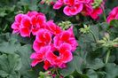 geranium-calliope-crimson-flame