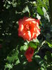 DSCF1011