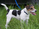 facts_about_parson_russell_terrier