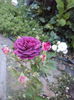 DSC00321