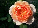lady of shalott