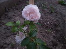 the wedgood rose