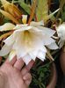 epiphyllum crem