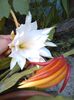 epiphyllum crem