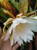 epiphyllum crem