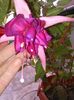 fuchsia bella rosella