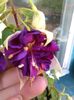 fuchsia deep purple