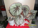 SAM_0410
