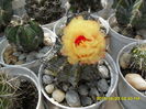 SAM_0368