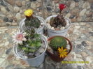 SAM_0390