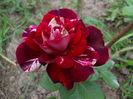 julio iglesias rose