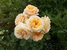 DSCN1016[1]